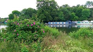 Widebeam Boat  Houseboat  RivaBella